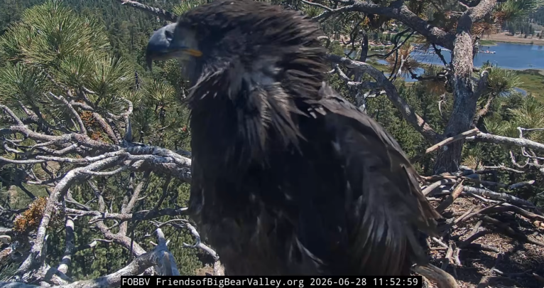 bald eagle chick