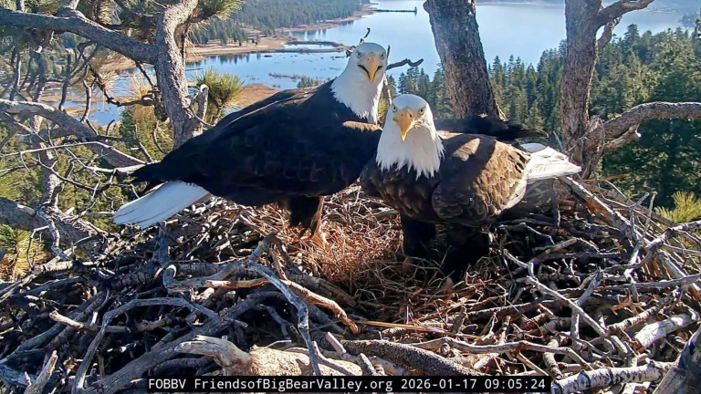two bald eagles standing in a nest above a lake looking straight at a camera
