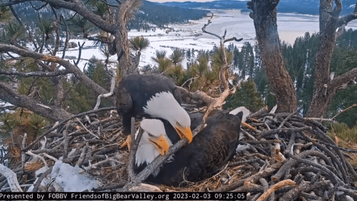 an eagle hitting another eagle with a stick