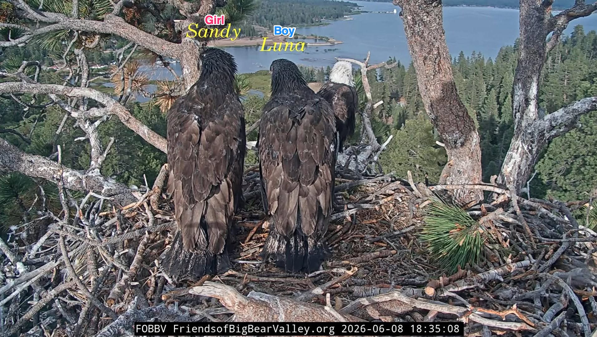 two young eagles in a nest