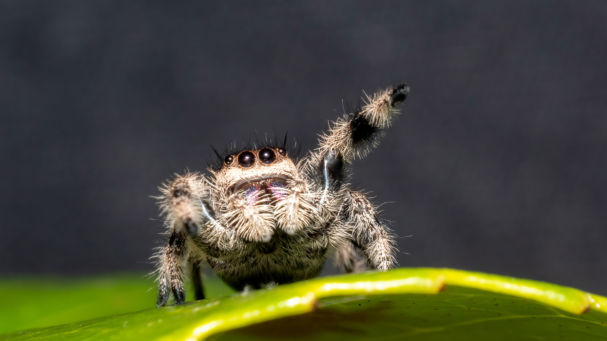 a smal, fuzzy spider stands on a leaf with one of its forearms outstretched