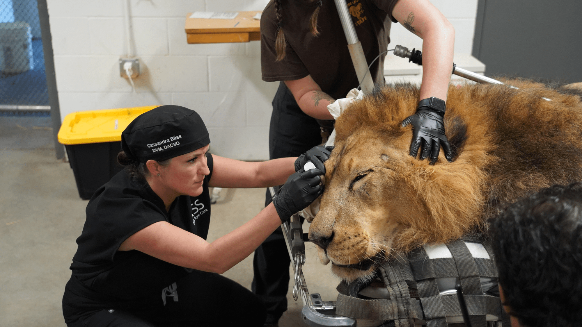 a vet examines a lion on a surgery table