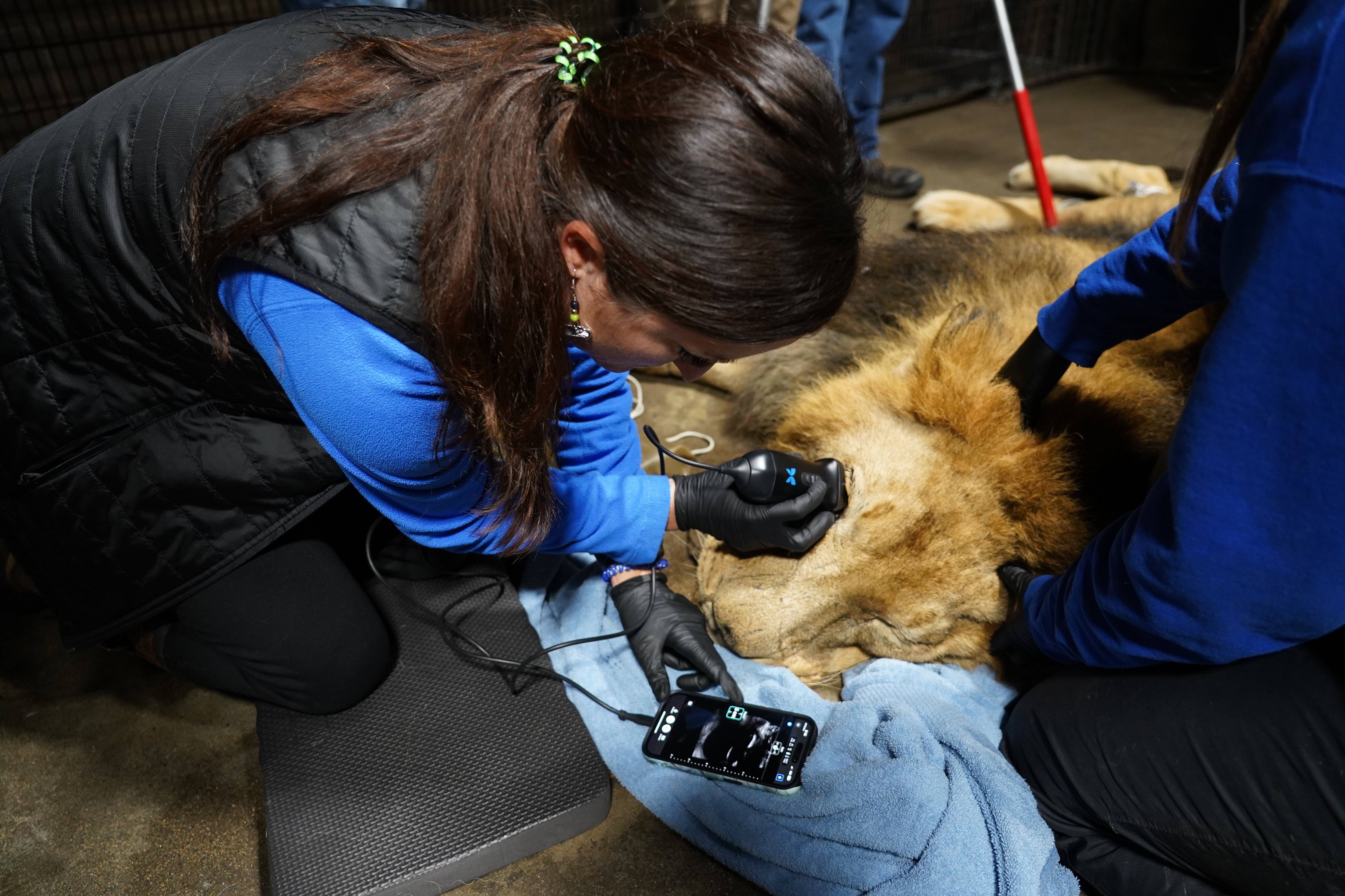 a lion laying down on the floor gets an ultrasound on his eye with a small device