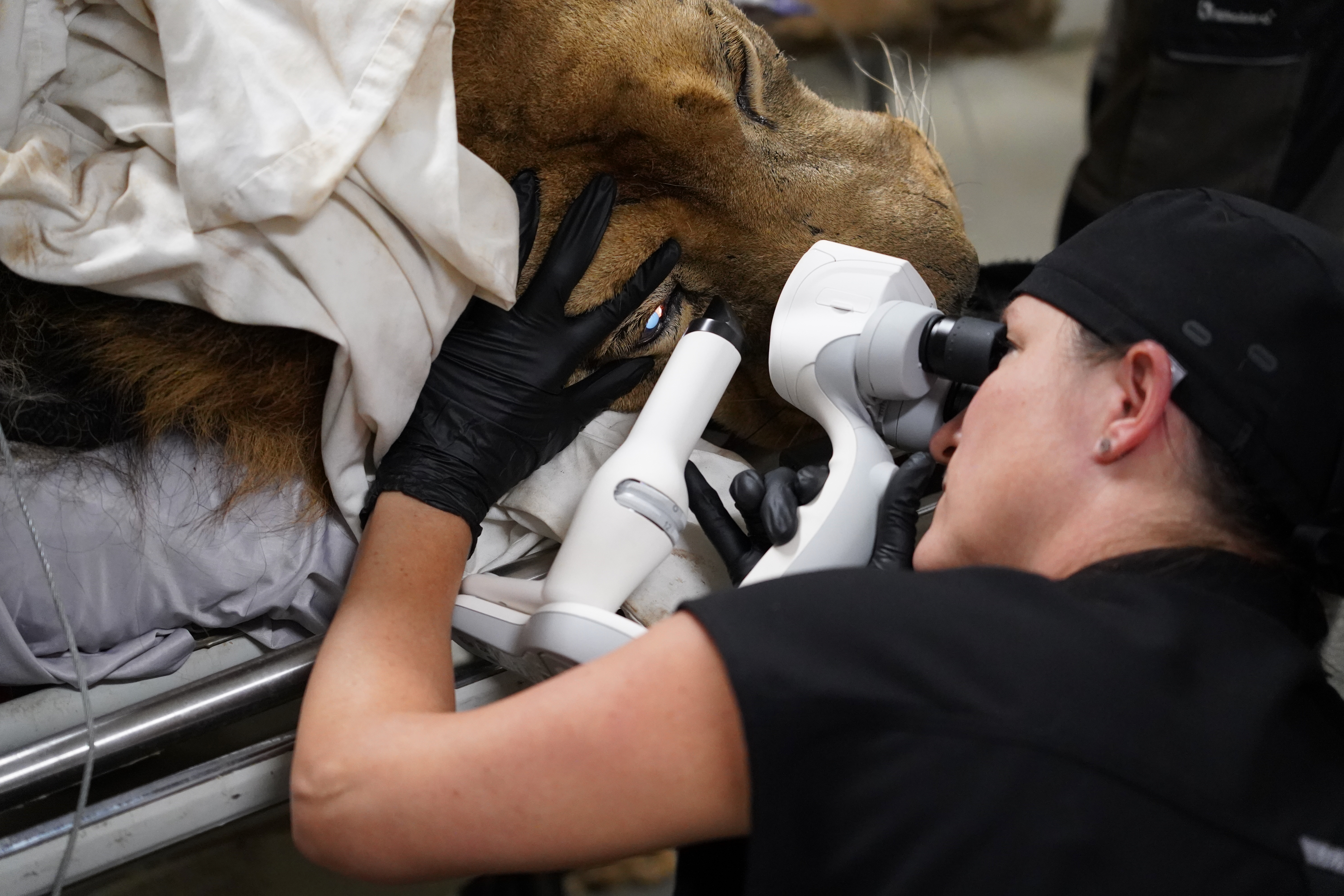 a doctor looks at a lion's eye with a flashlight