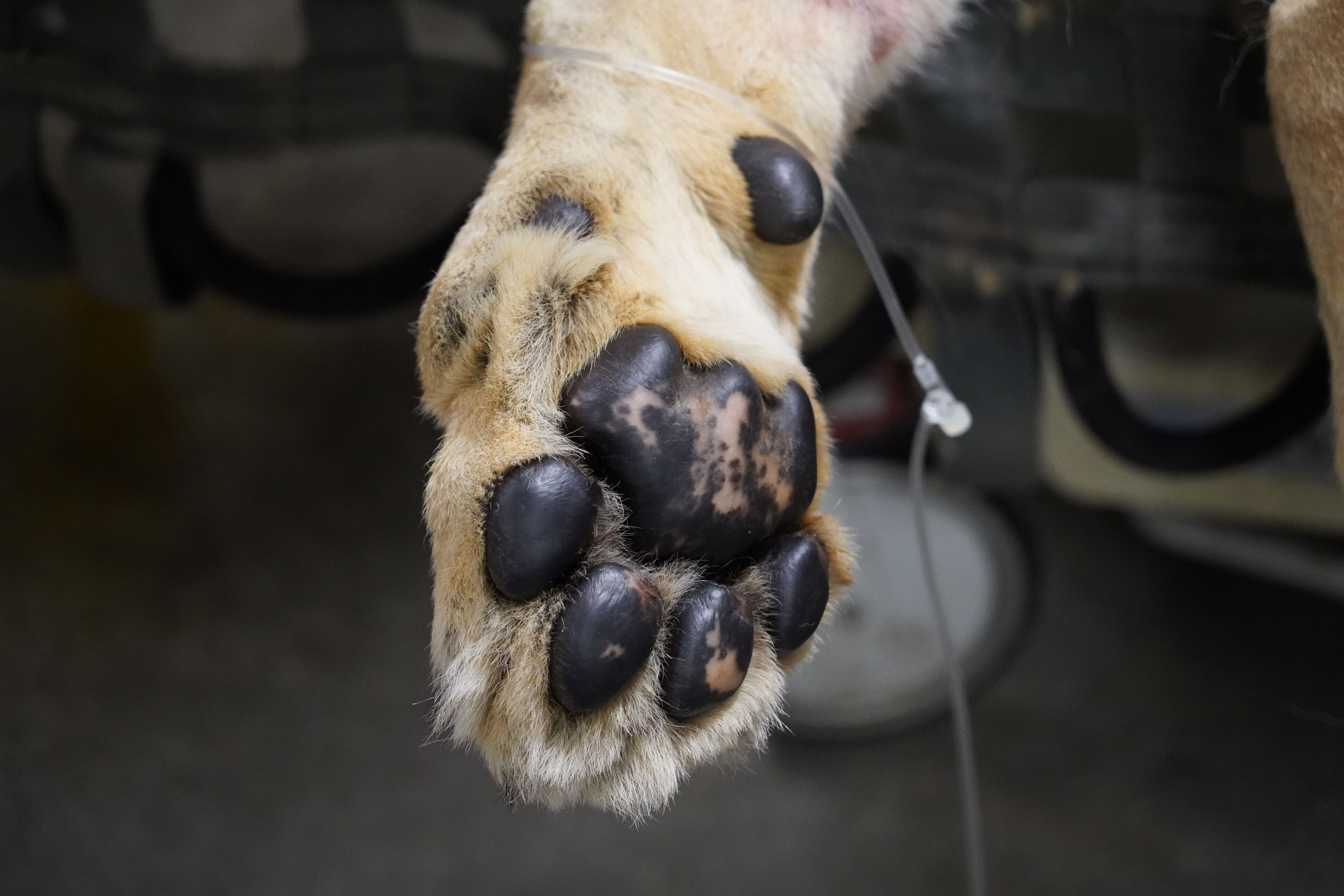 a lion's paw with an IV