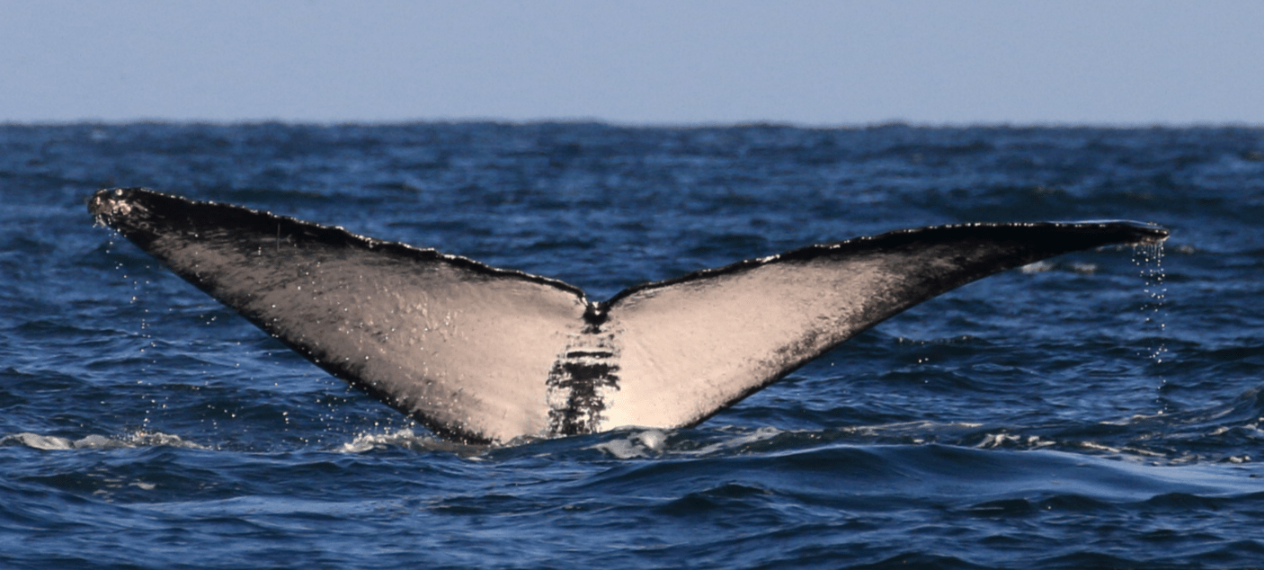 a humpback whale fluke out of the water