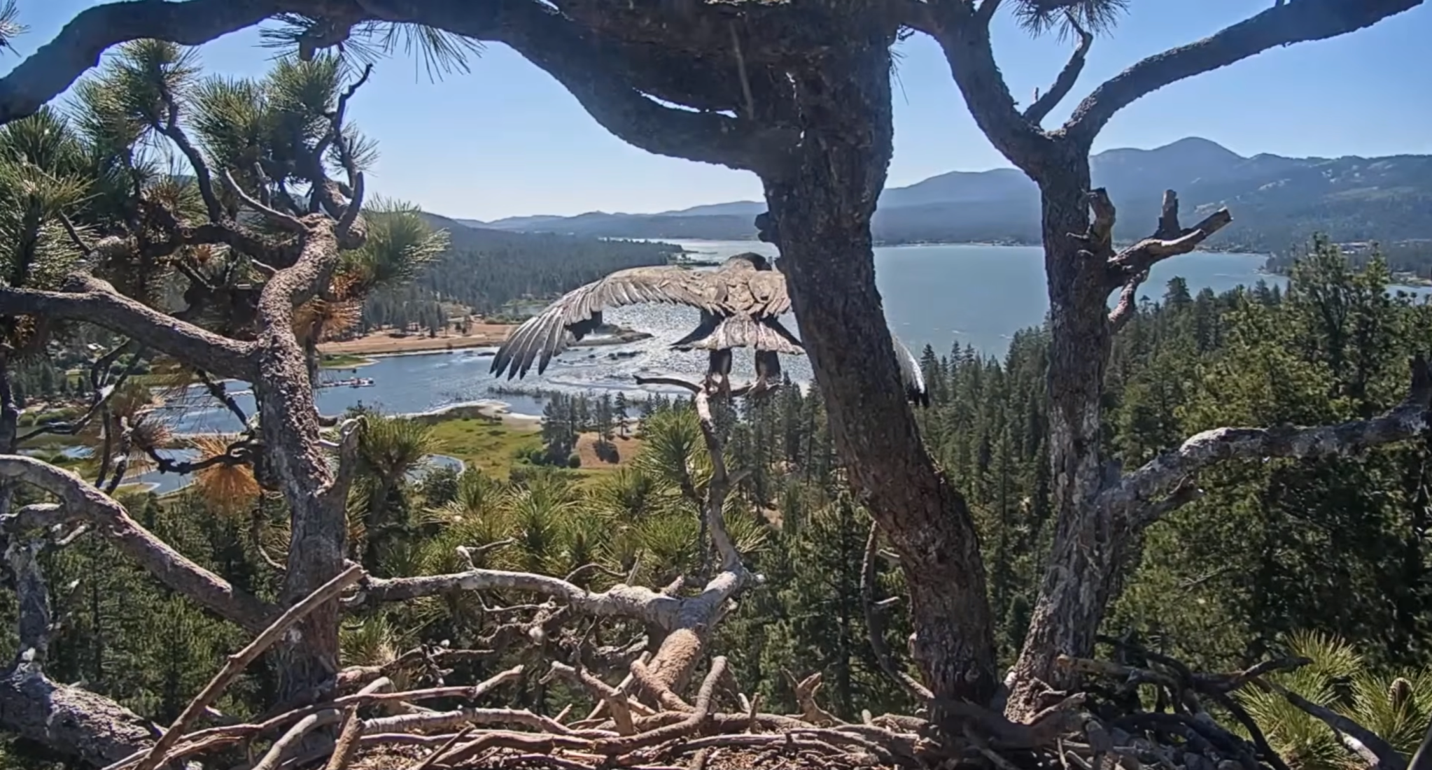 an eagle stretches his wings on top of a nest
