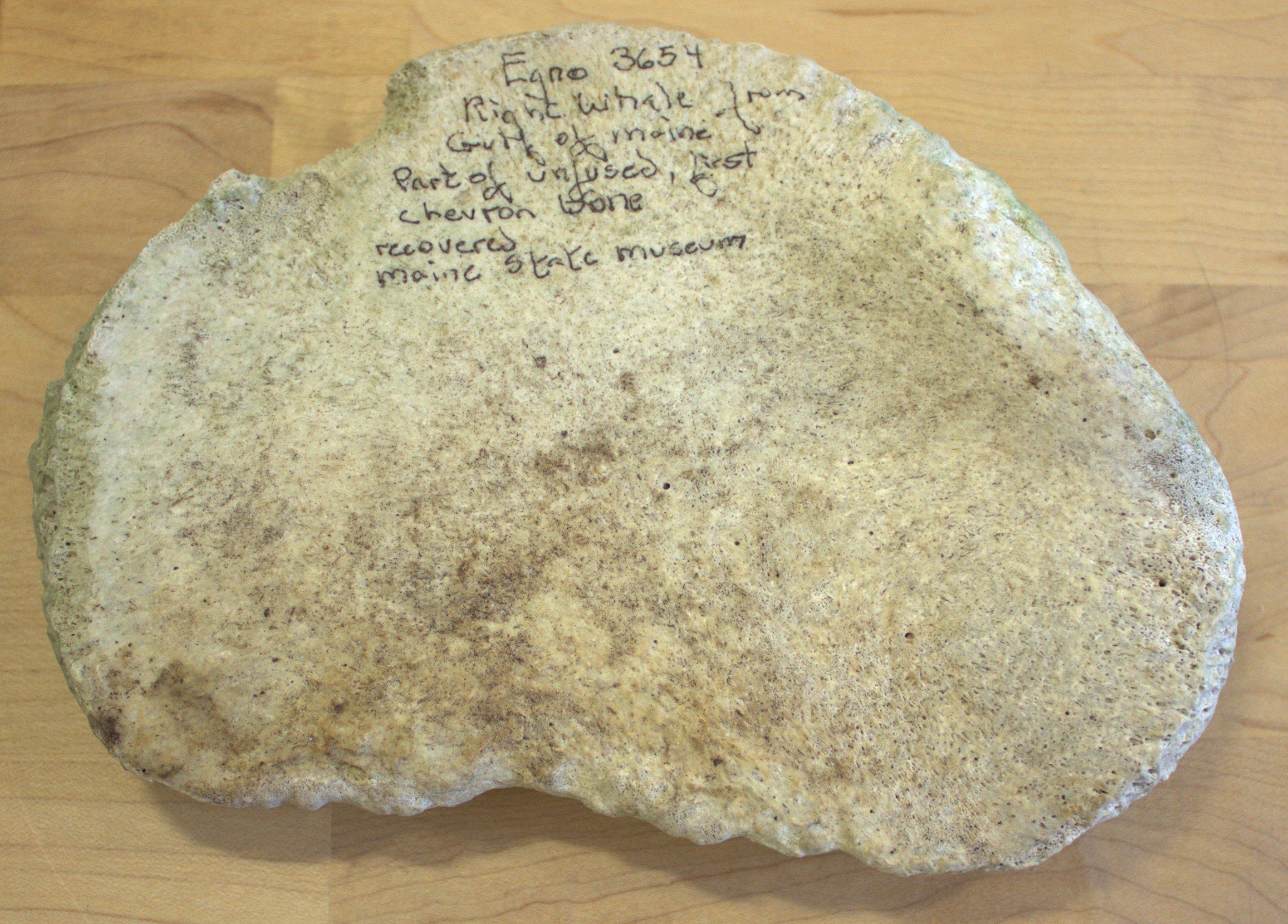 a whale bone