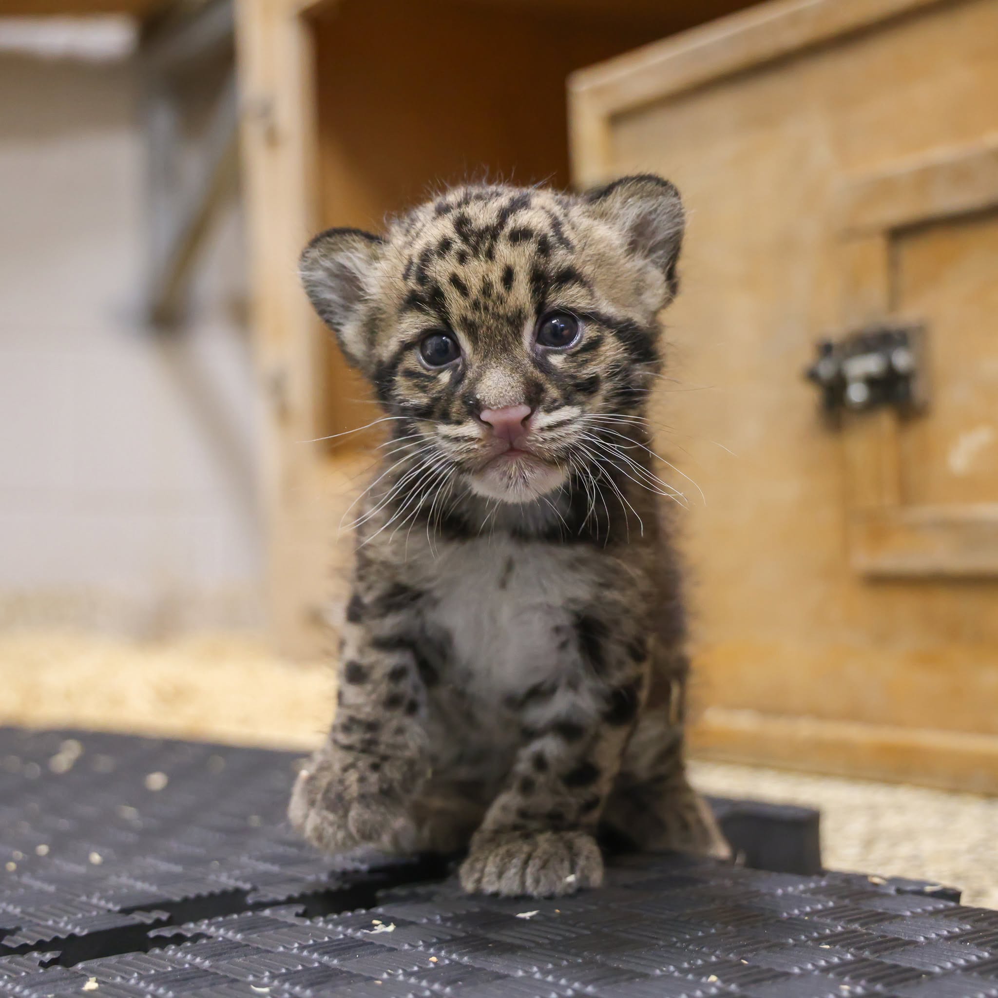 a leopard cub with grey and golden fur and black spots
