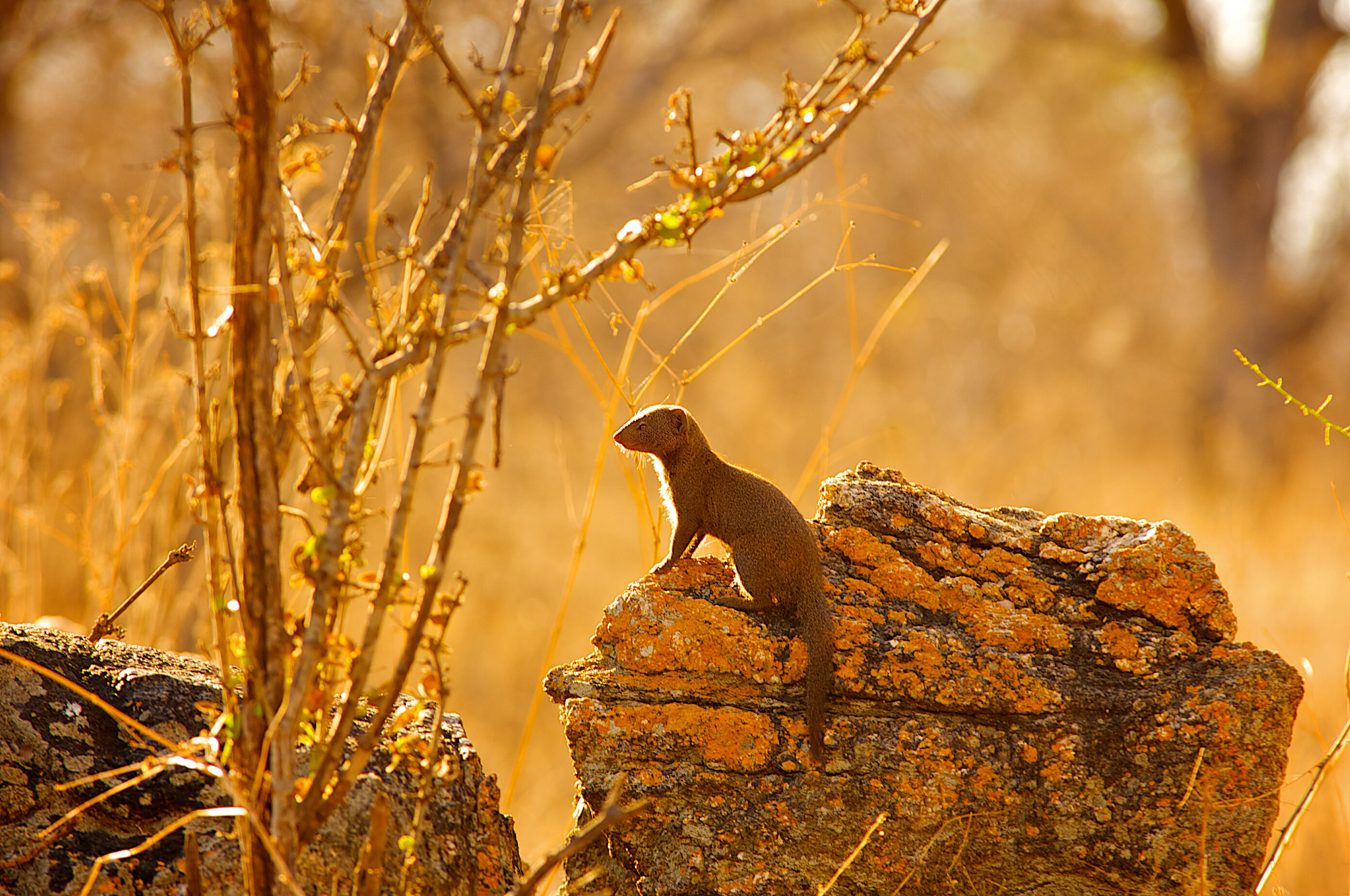 a single small mammal with a long tail and nose stands on a rock looking out