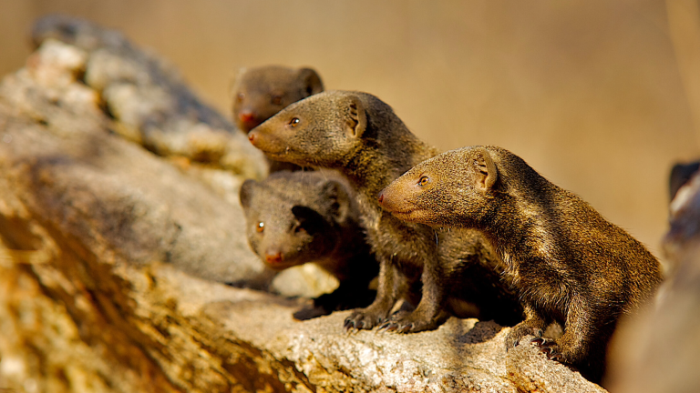 A group of dwarf mongooses under threat from a rival group.