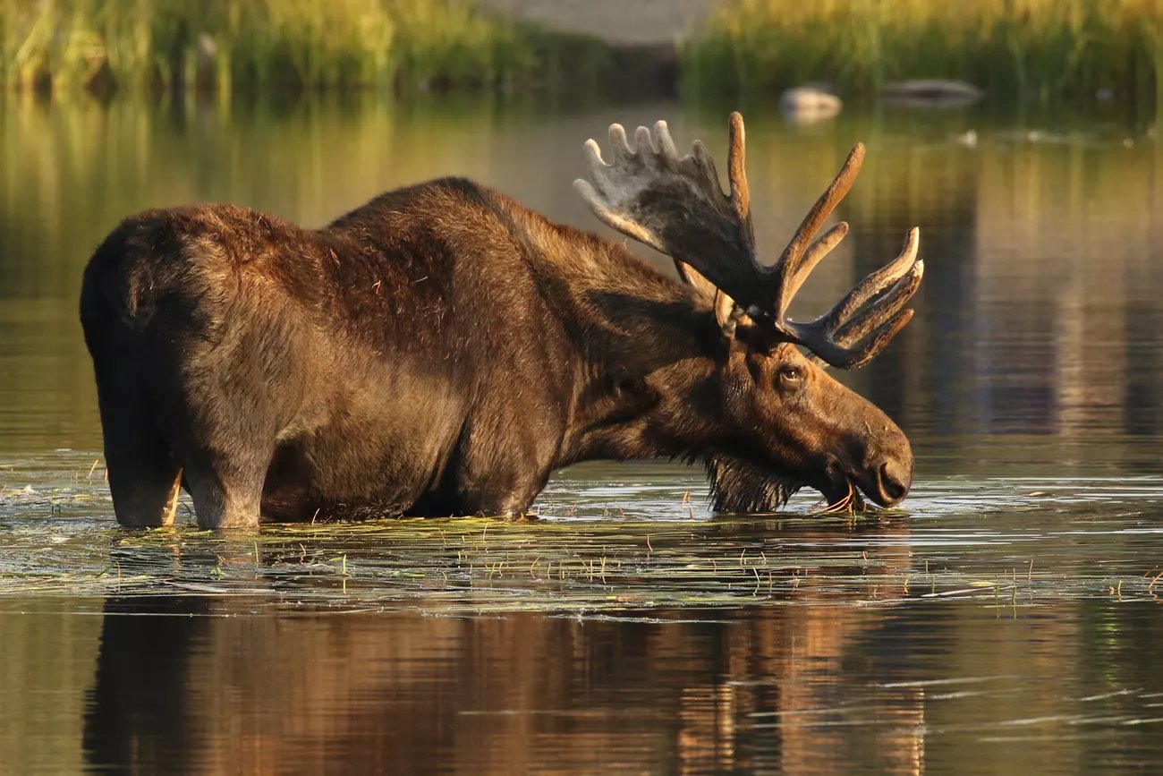 a moose standing in a lake