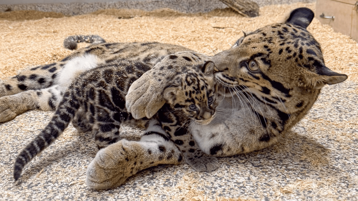 New clouded leopard cub is the size of a loaf of bread