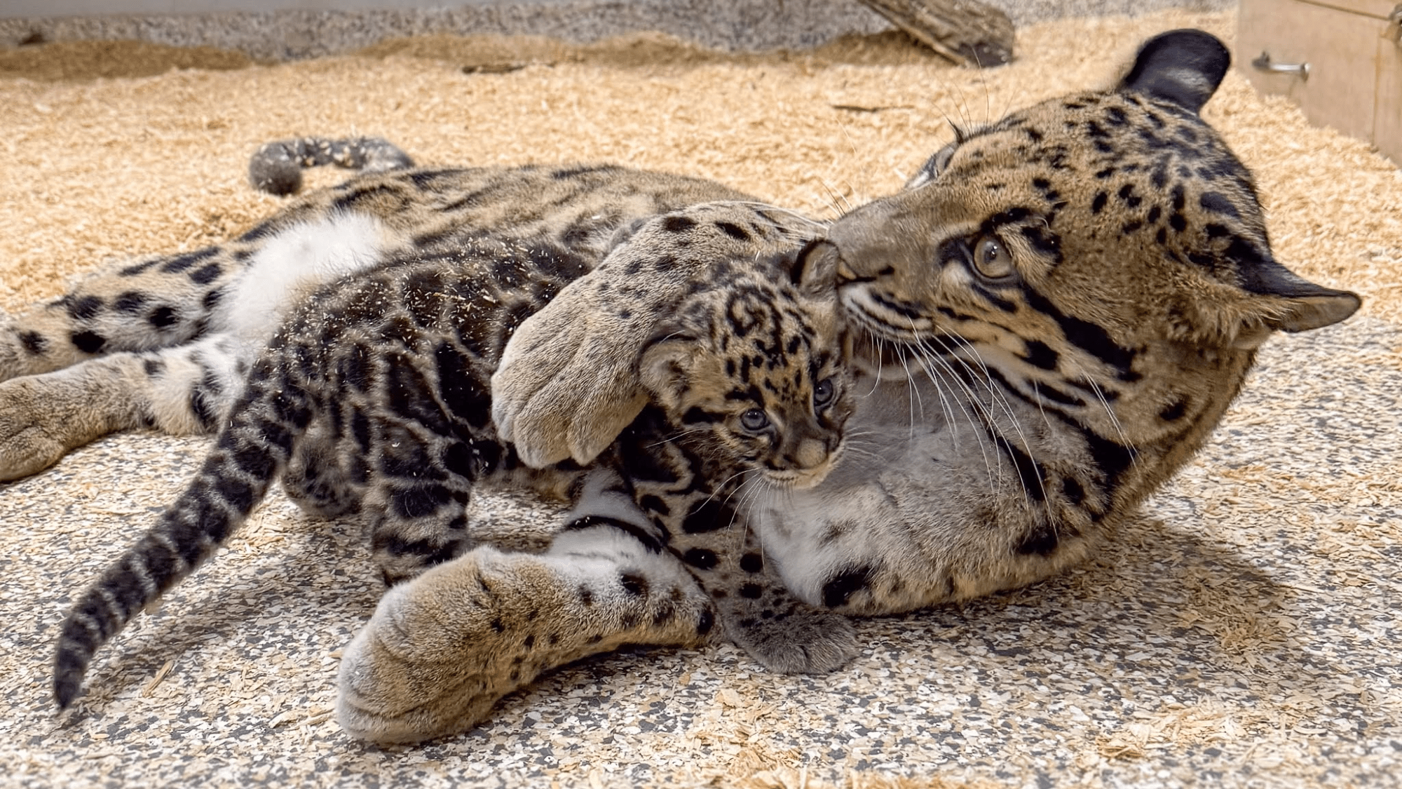 a baby clouded leopard cub laying with its mother. the leopards have grey-ish and goledn fur with black spots