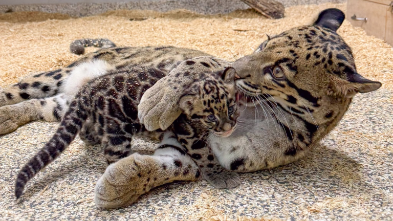 a baby clouded leopard cub laying with its mother. the leopards have grey-ish and goledn fur with black spots