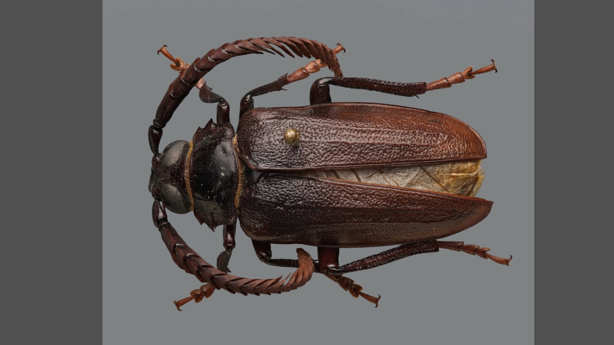 a brown beetle with long antennae