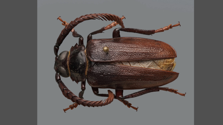 a brown beetle with long antennae