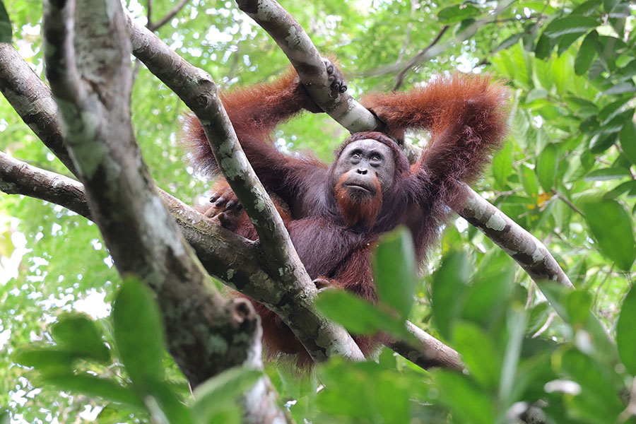 Orangutan Photo of an orangutan hanging in a tree.
