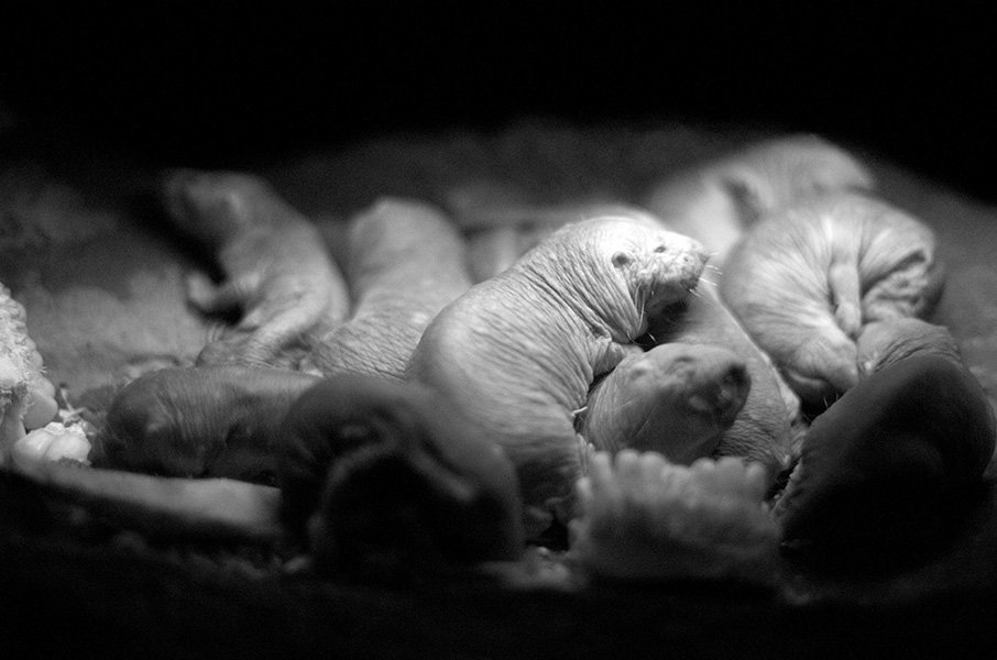 Naked mole rats Photo of some snuggling naked mole rats.