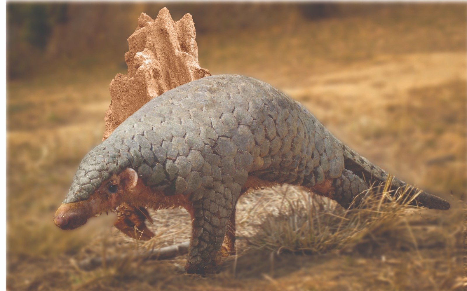 a pangolin walking in grass. they have four legs, overlapping scales, a long tail, pointy nose, and long claws