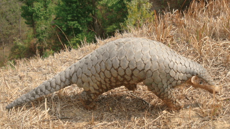 a pangolin walking on grass. the small mammals have long noses, four legs with long claws on their feet, and a long tail