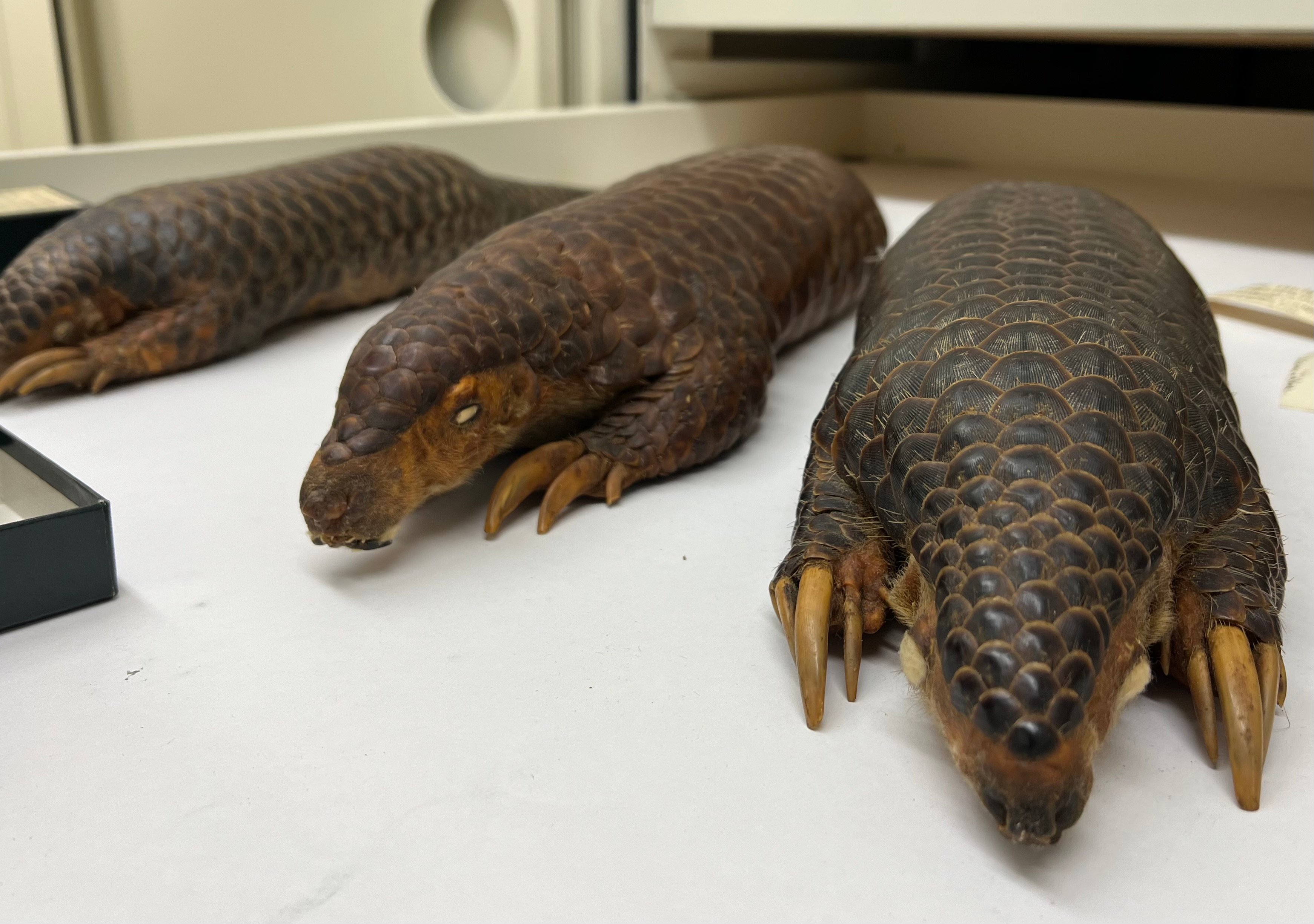 three pangolin specimens on a musuem table. they have interlocking scales, pointy noses, and long claws