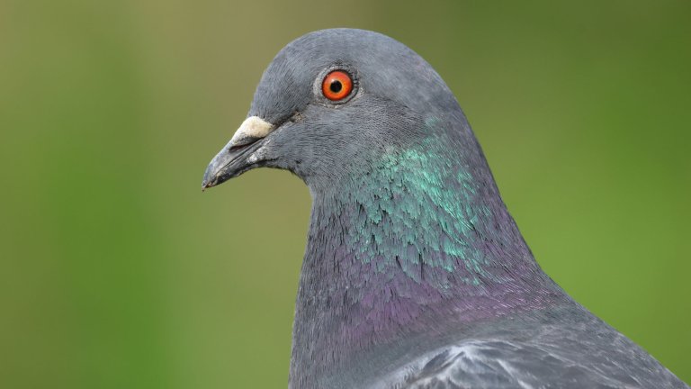 A head shot of a pretty Feral Pigeon (Columba livia) on a blurred green background.