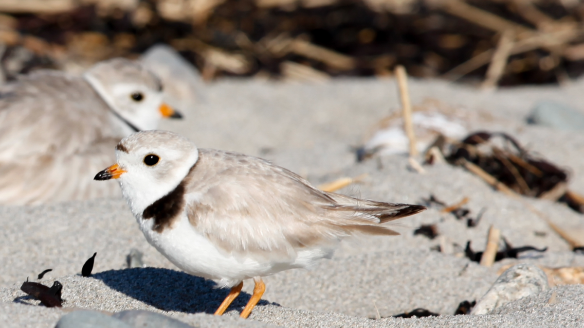 12 endangered piping plover chicks hatch in Michigan and Wisconsin