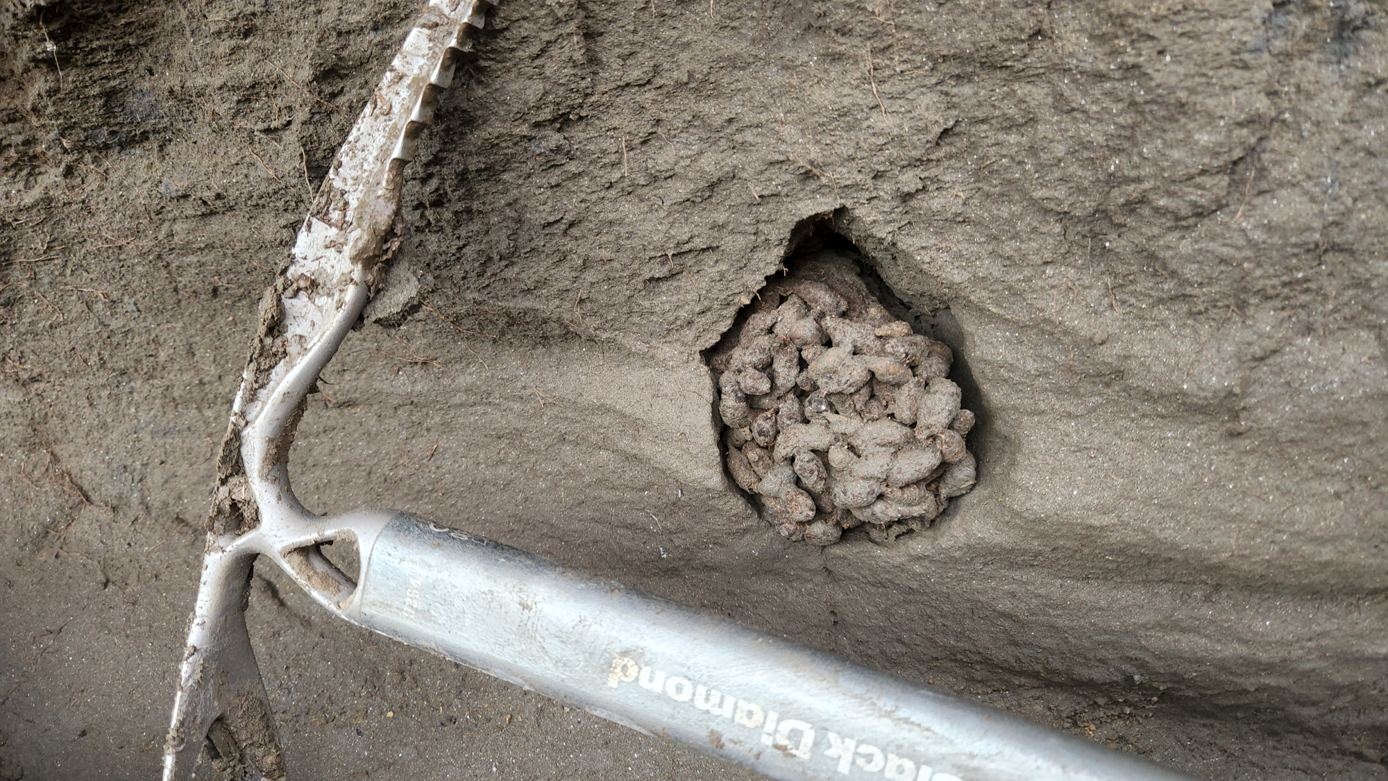fossilized poop in a layer of rock
