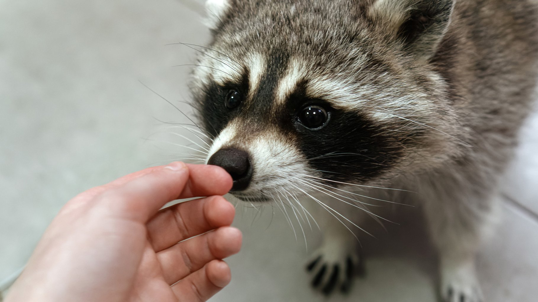 Raccoon taking snacks from female hand.