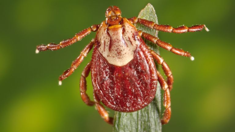 a brown tick on a blade of grass