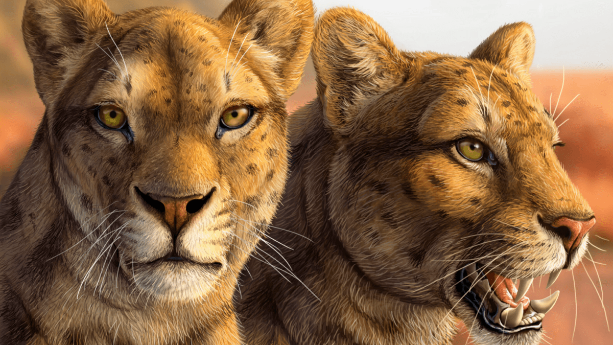 Mislabeled saber-toothed cat fossil spent over 50 years hidden in a drawer