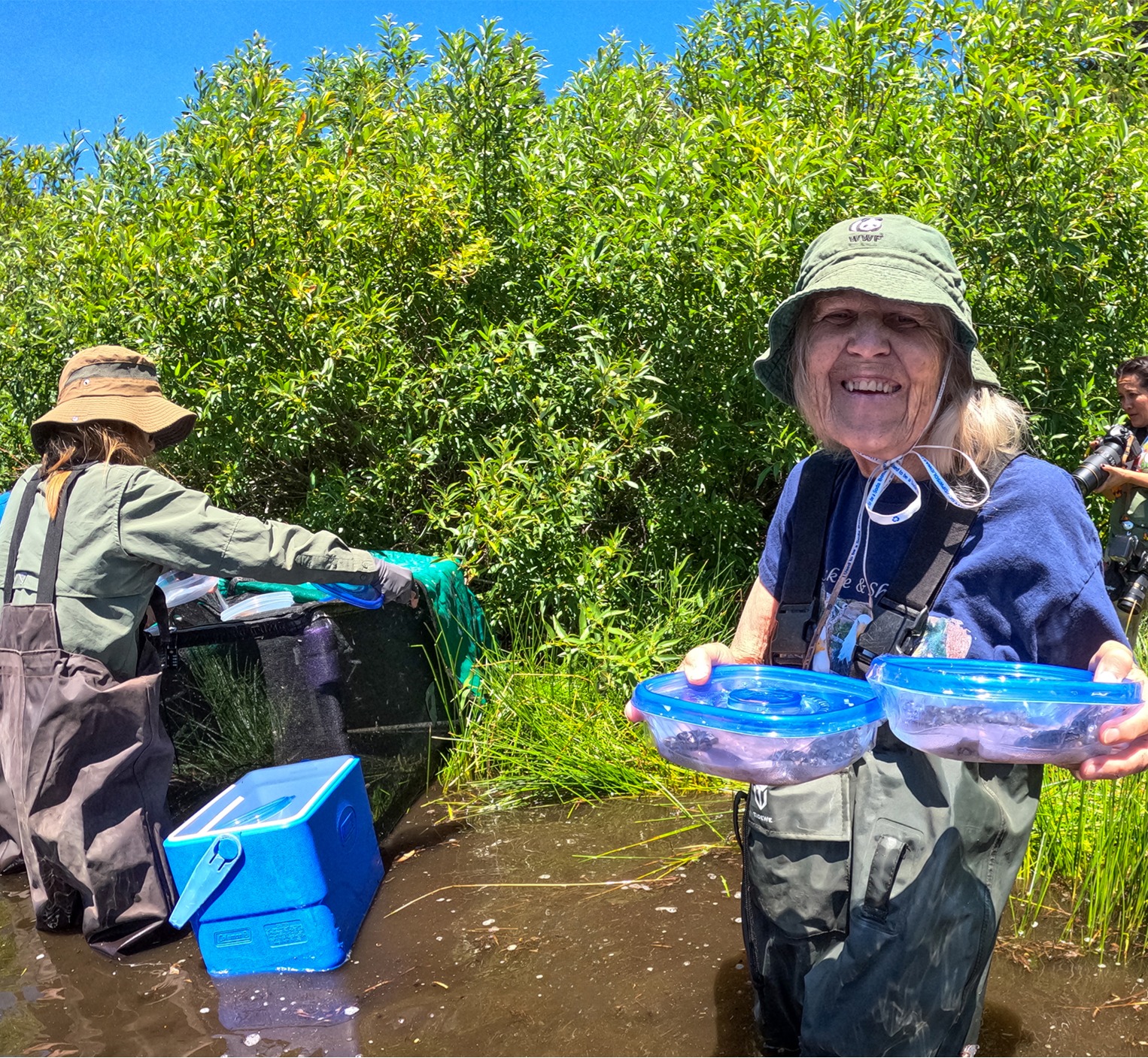 a woman with long grey hair stands in a lake holding plastic containers with frogs inside