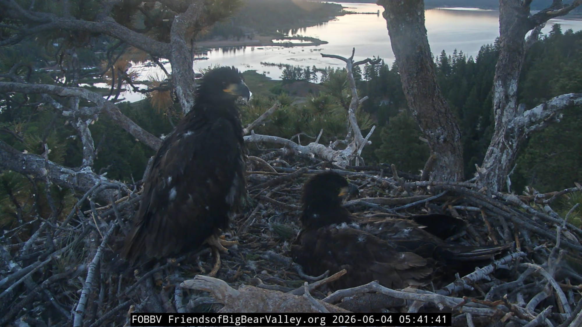 two large eaglets in a nest at sunrise
