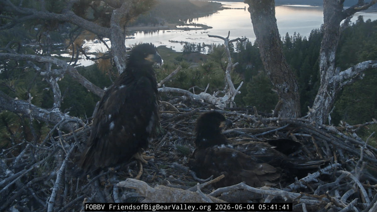 Eaglets Sandy and Luna spend their first night alone on the nest