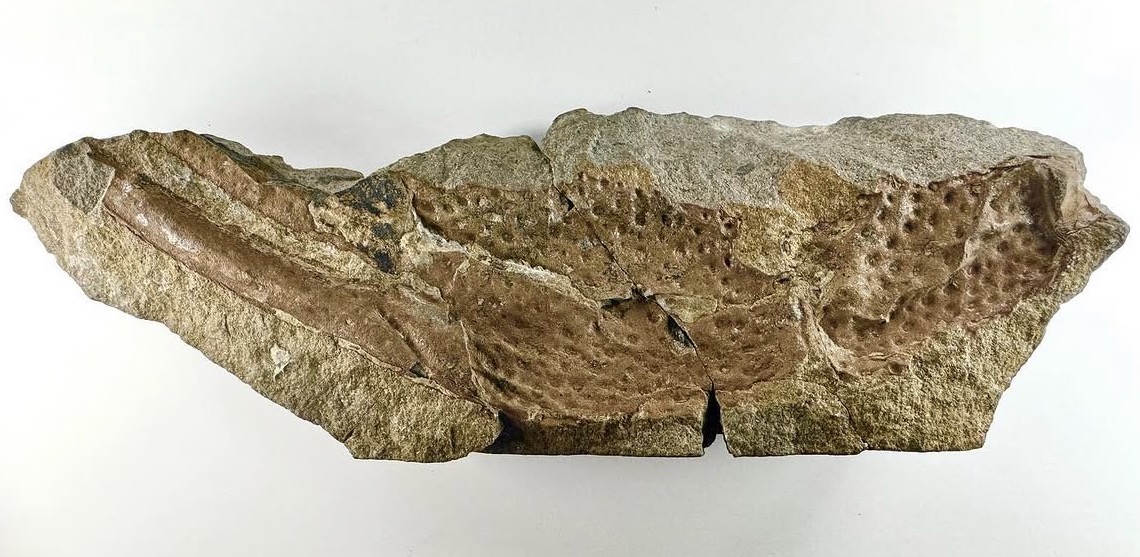 a scorpion pincer fossil