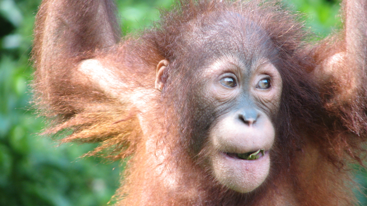 Great apes (including us) have been giggling for 15 million years