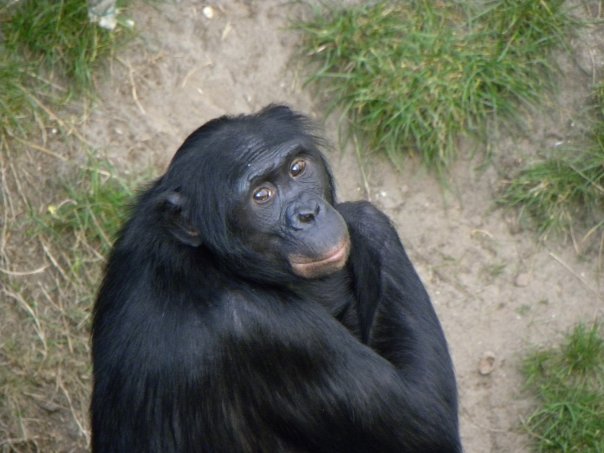 a monkey called a bonobo with black fur looks over its shoulder with a slight smile