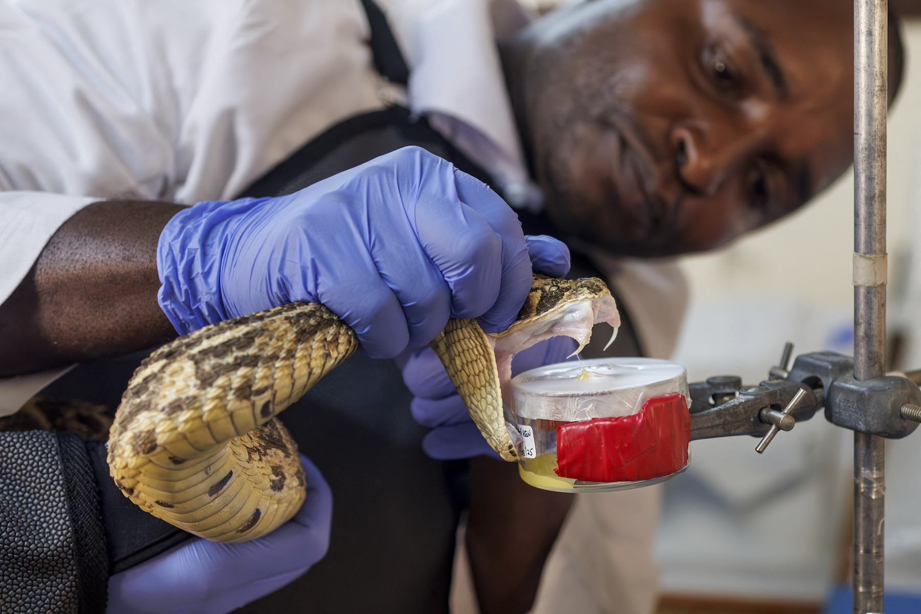 Head herpetologist, Geofrey Maranga, handles an African puff adder during an extraction of it's venom to be used in research for the local production of antivenom at the Kenya Snakebite Research and Intervention Centre within the Institute of Primate Research (KIPRE) in Nairobi on March 7, 2025. The World Health Organization (WHO) categorized snakebite envenomation into the Category A of the Neglected Tropical Diseases due to high morbidity and mortality. Africa is amongst other regions that have low to non-availability of antivenom therapies. The Kenya Snakebite Research and Intervention Centre within the Institute of Primate Research (KIPRE) is in a race to research and develop antivenom locally, a first for Kenya and Eastern Africa, that have been over-reliant on imported antivenom from mainly Mexico and India despite wide-spread inefficacy as treatments in one region often do not effectively treat snake bites in another region. (Photo by Tony KARUMBA / AFP)