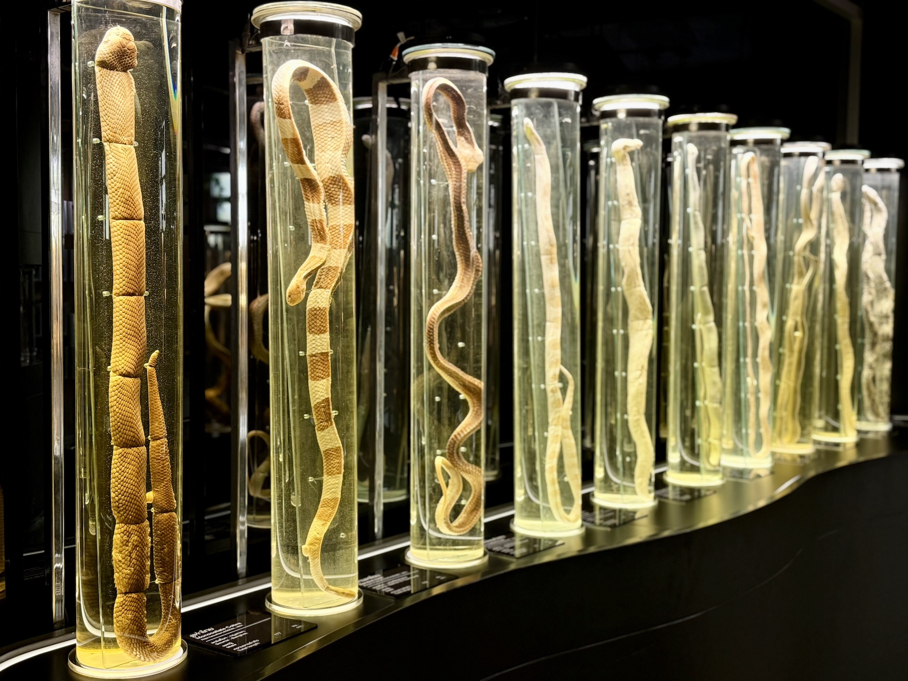 PRODUCTION - 20 January 2026, Thailand, Bangkok: In the Snake Farm Museum of the Queen Saovabha Memorial Institute (QSMI), various snake species are preserved in huge test tubes. Antiserum is extracted at the facility, which is open to visitors from all over the world. The institute is one of the oldest of its kind in the world. Photo: Carola Frentzen/dpa (Photo by Carola Frentzen/picture alliance via Getty Images)