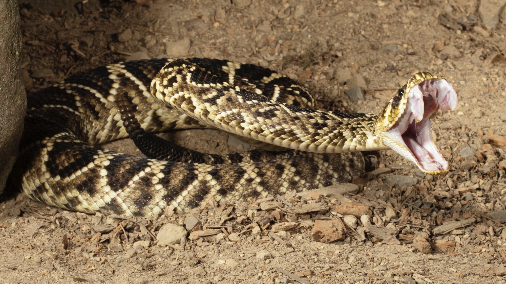 Eastern Diamondback Rattlesnake, Crotalus adamanteus, in controlled situation, Central PA, USA