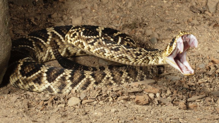 Eastern Diamondback Rattlesnake, Crotalus adamanteus, in controlled situation, Central PA, USA