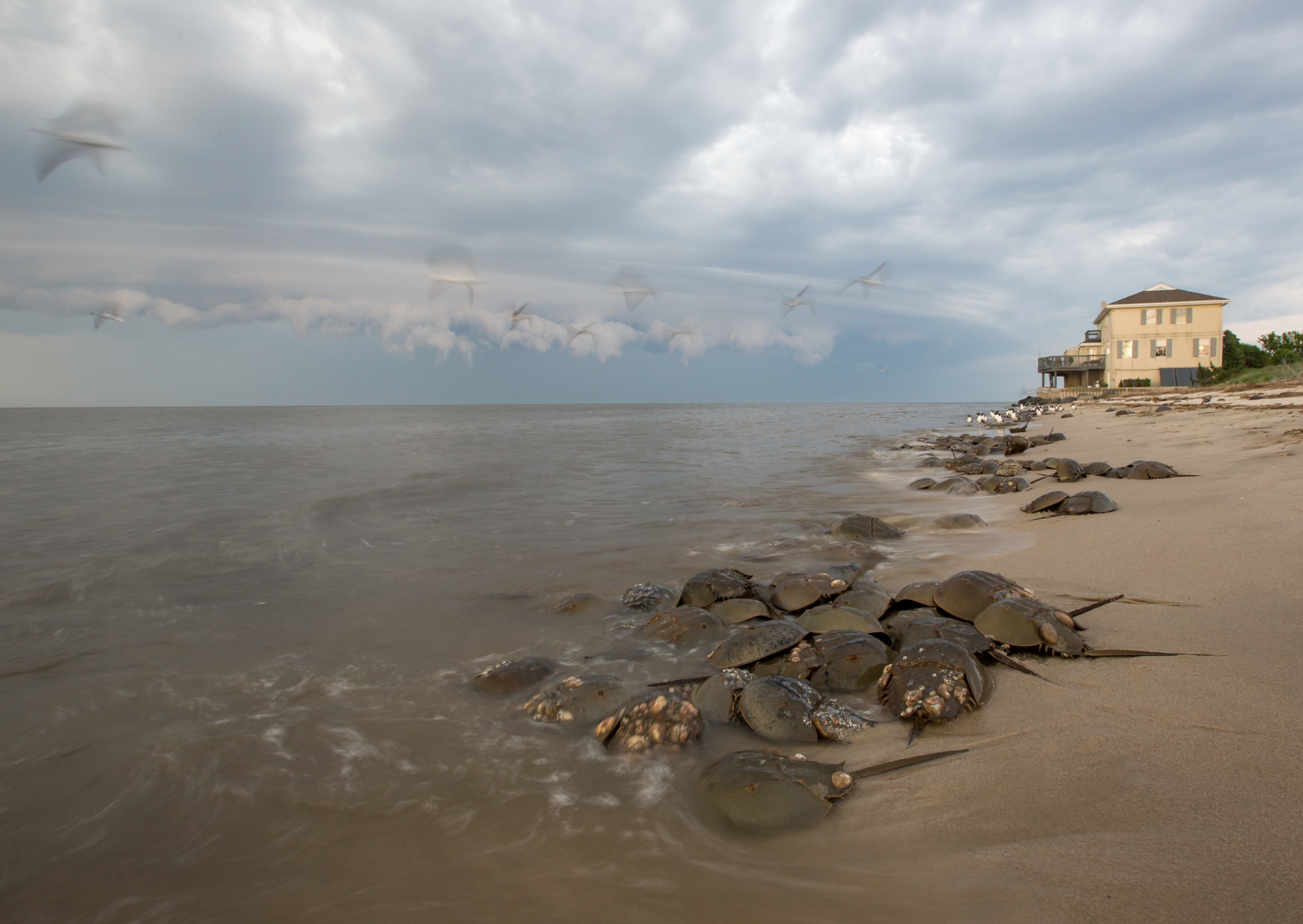 several horseshoe crabs in a pile at the water's edge