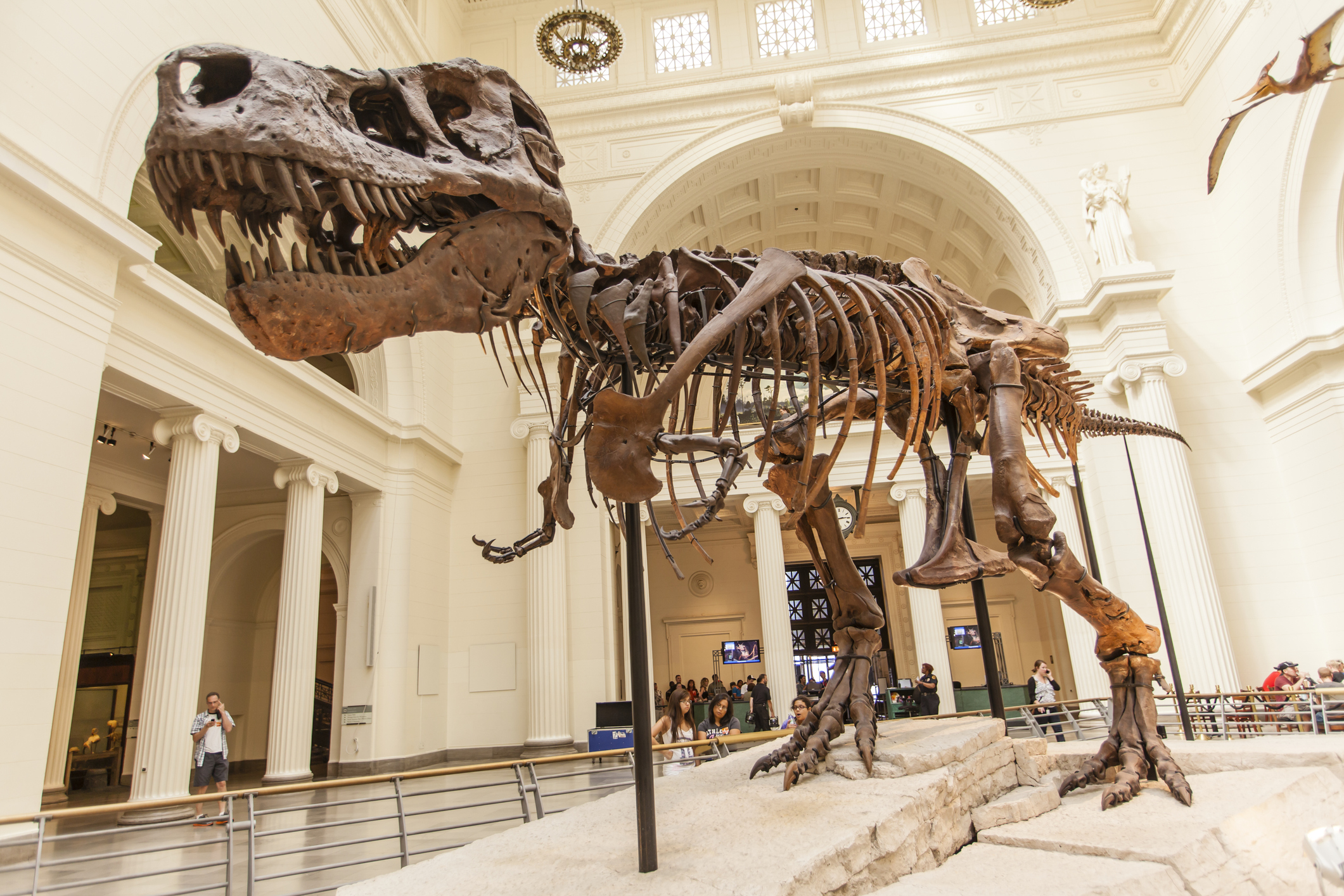 "Sue" the Tyrannosaurus Rex skeleton on exhibit in great entrance hall of the filed Museum, Chicago.