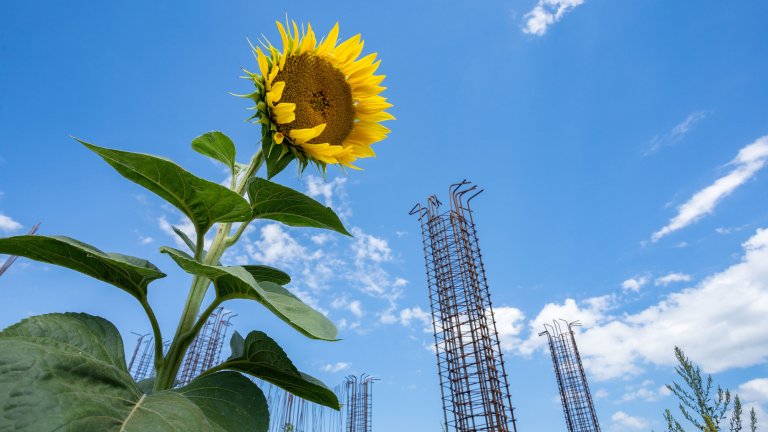 Bottom up view of sunflower plant in front of steel rebar at construction site against blue sky.