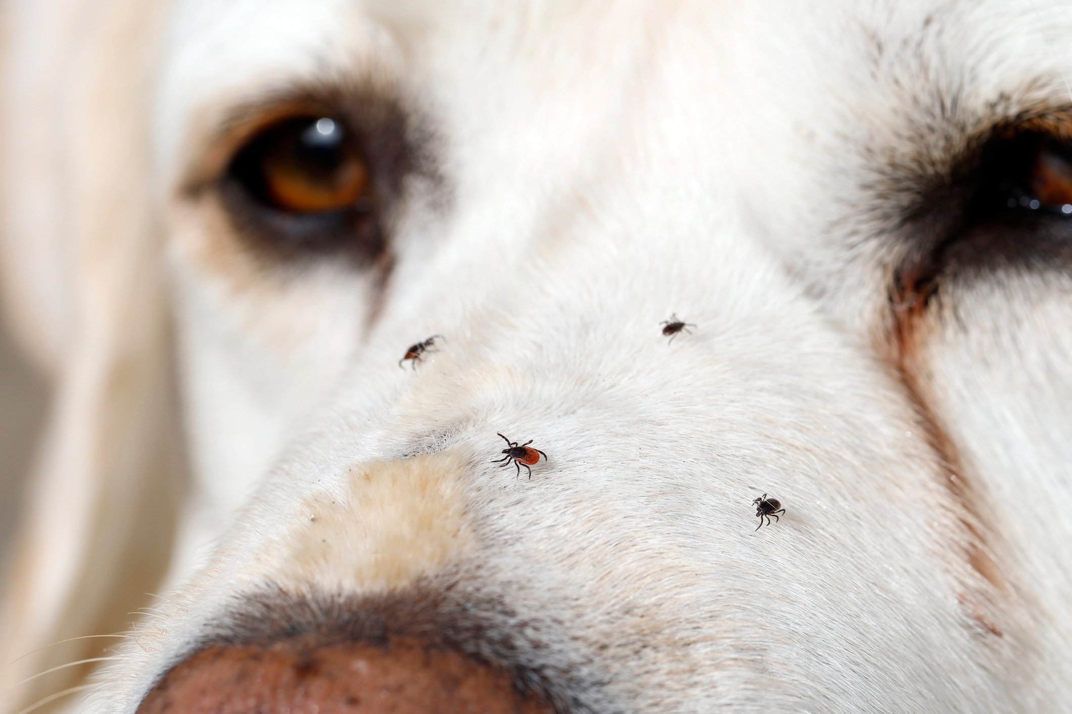 Various ticks crawling on a dog's face, white Labrador Retriever, after a walk in the tall grass, risk of dangerous infection after a tick bite for humans and dogs.