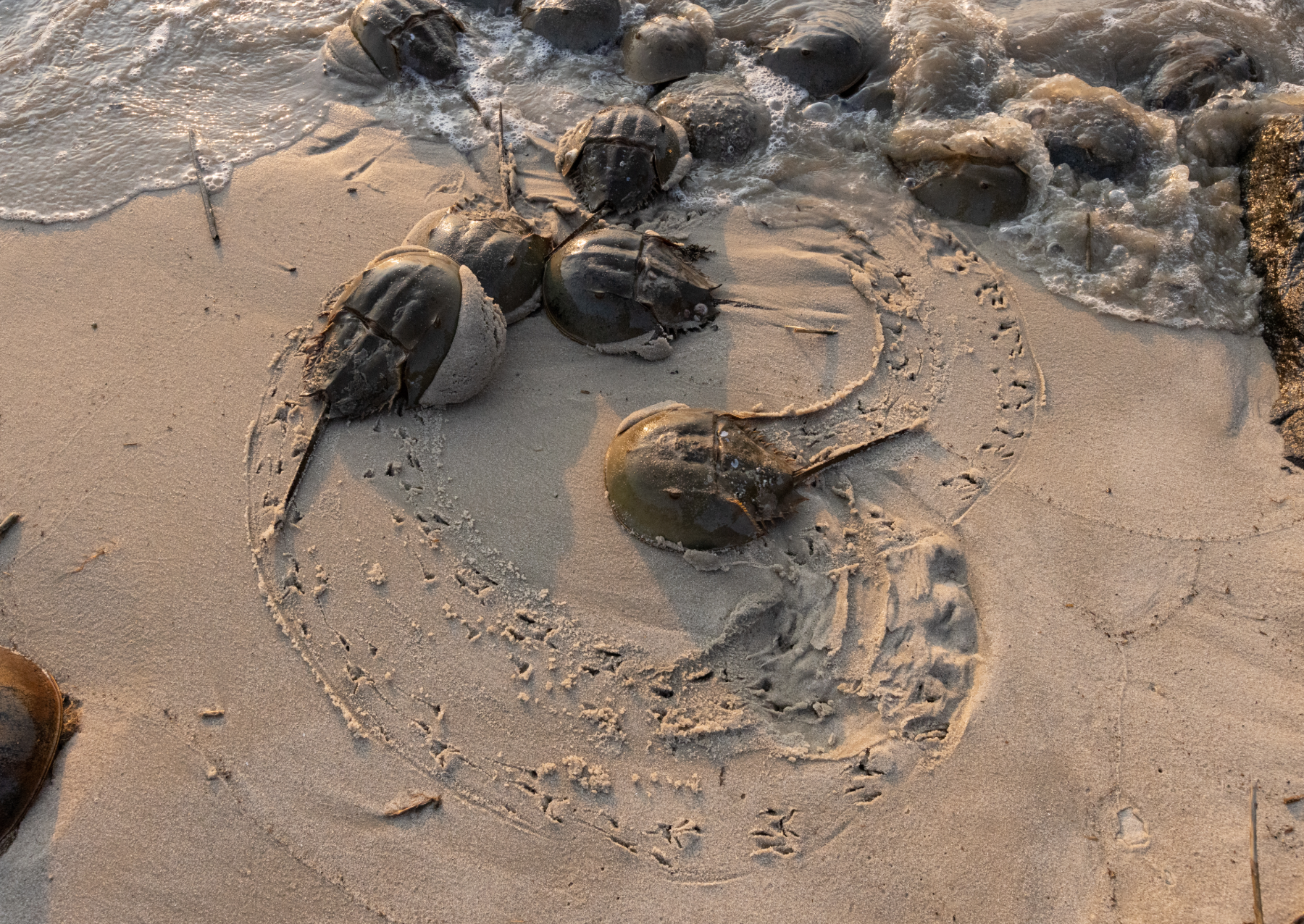 horseshoe crabs at the water's edge. their tracks are visible in the sand