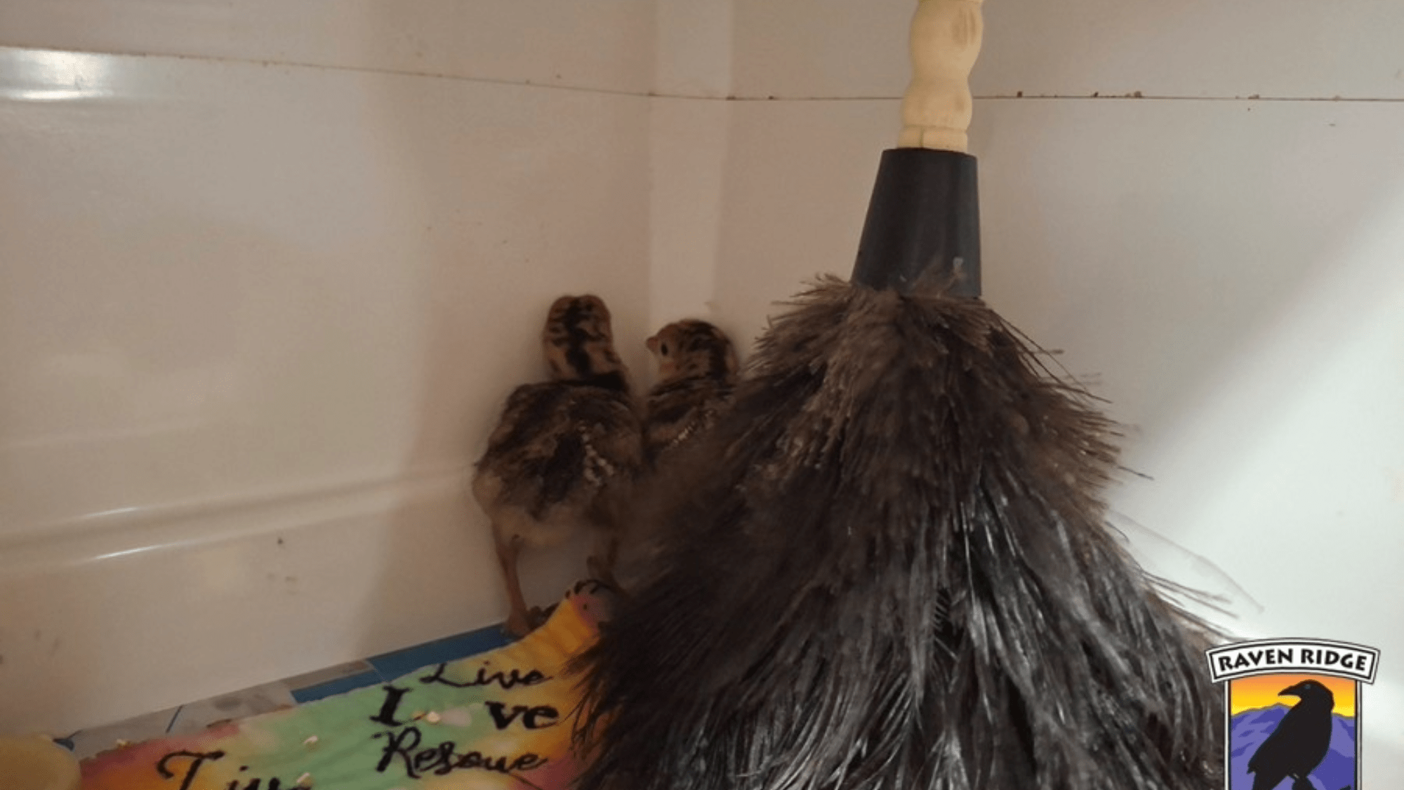 two turkey chicks in a box with a feather duster as a stand-in for its mother