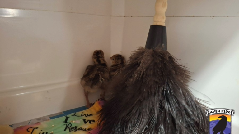 two turkey chicks in a box with a feather duster as a stand-in for its mother
