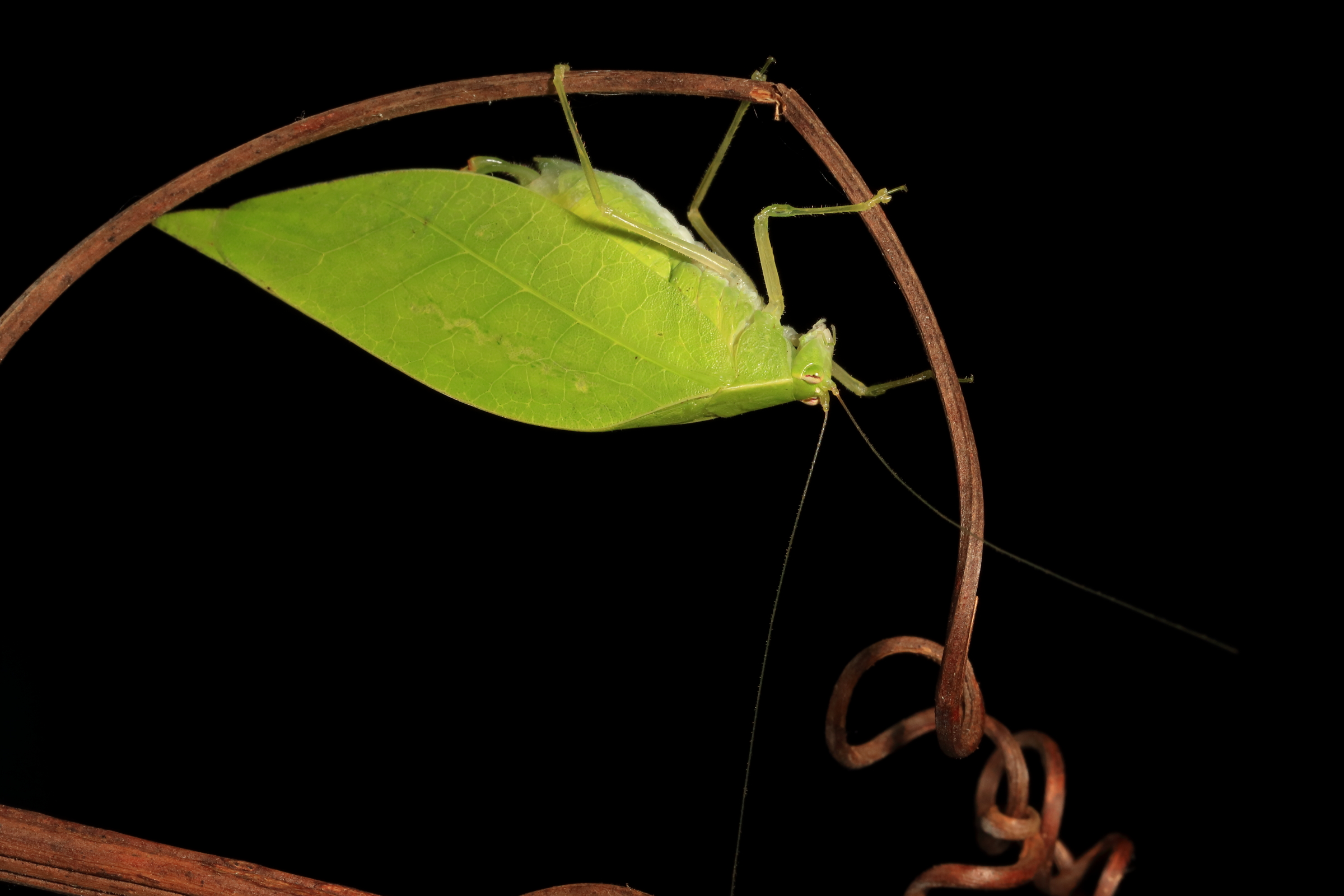 Big wings and sweet songs: The mating lives of Panama's katydids